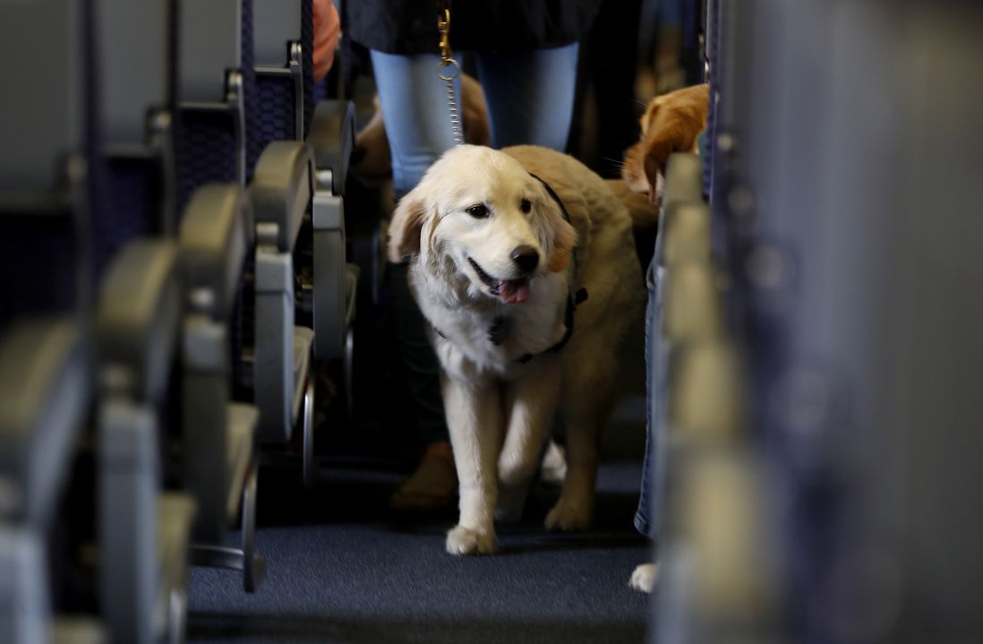 A service dog strolls through the isle inside a United Airlines plane at Newark Liberty International Airport while taking part of a training exercise, Saturday, April 1, 2017 (AP)